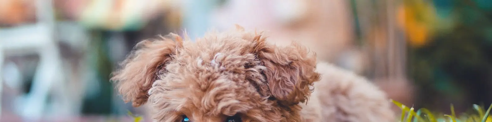 Adorable Puppy Gaze Cover