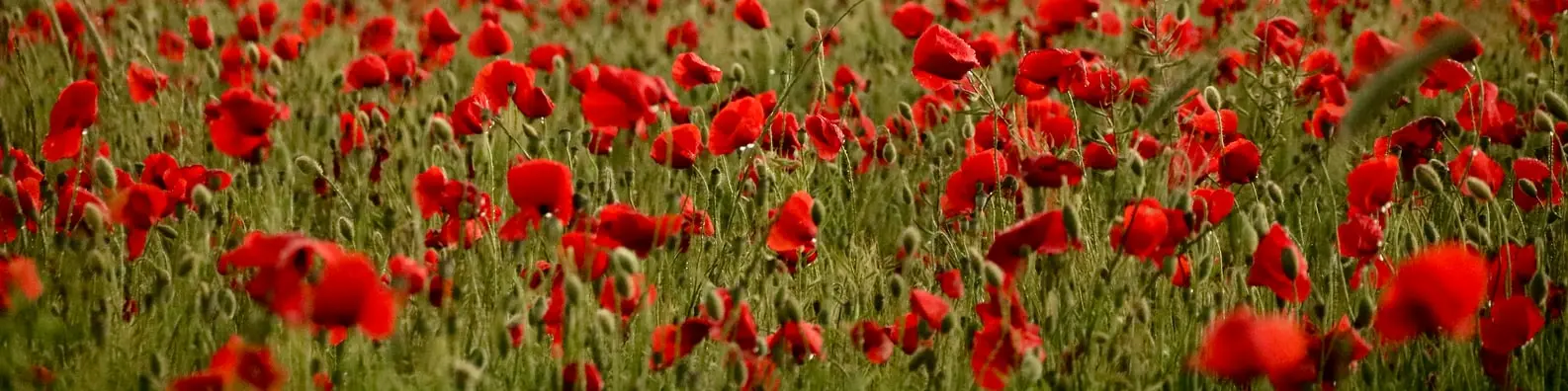 Blooming Rose Garden Cover