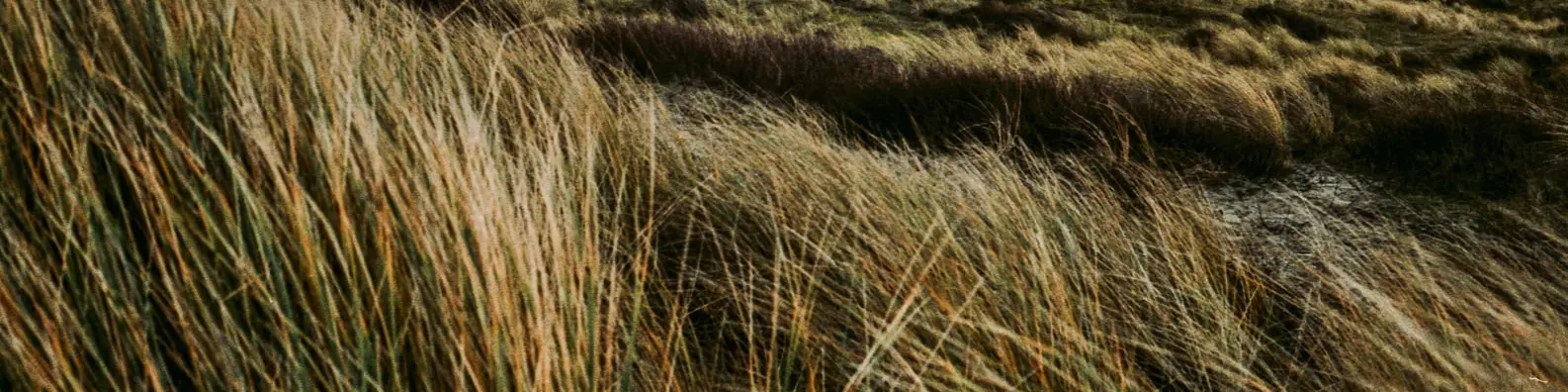 Blustery Ridge Vista Image