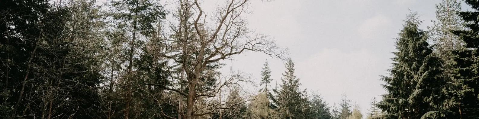 Branching Toward Forest Canopy Cover