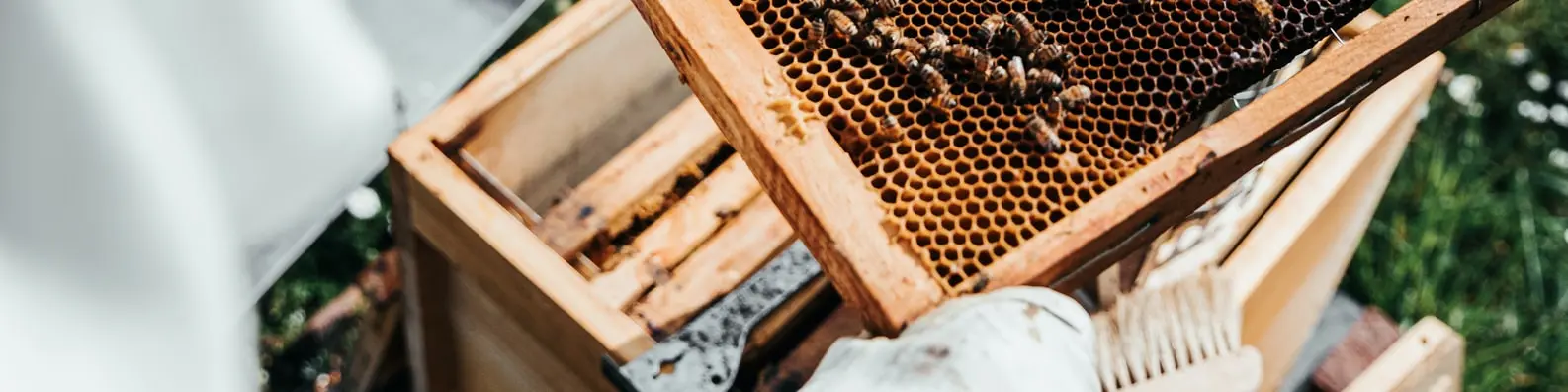 Busy Honeybees In Action Photo