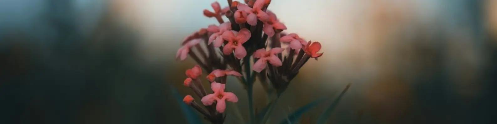 Crimson Petal Focus Image