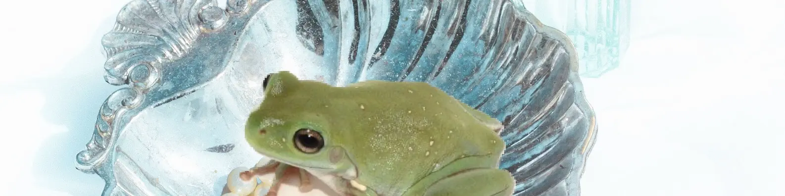 Curious Frog In Water Photo
