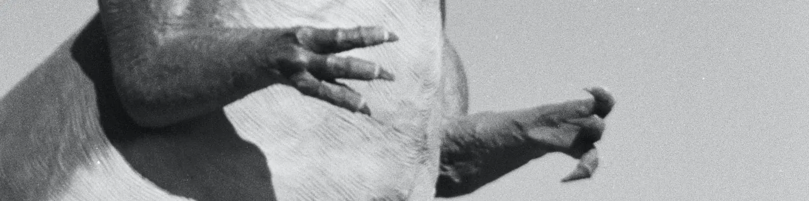 Dinosaur Short Arms Cover