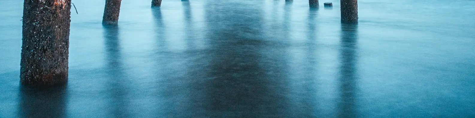 Elegant Wading Birds Cover