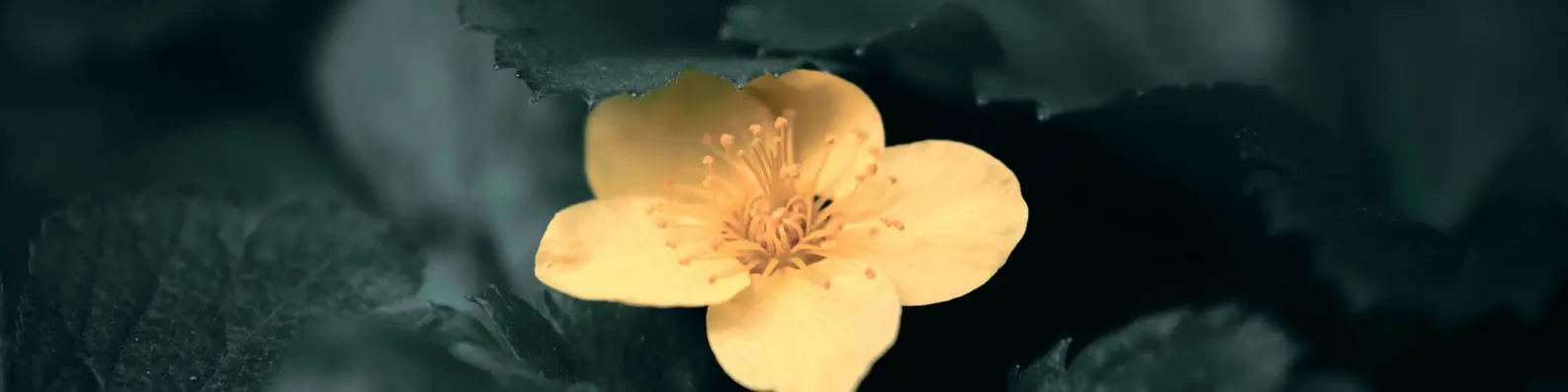 Flower Ready For Bees Photo