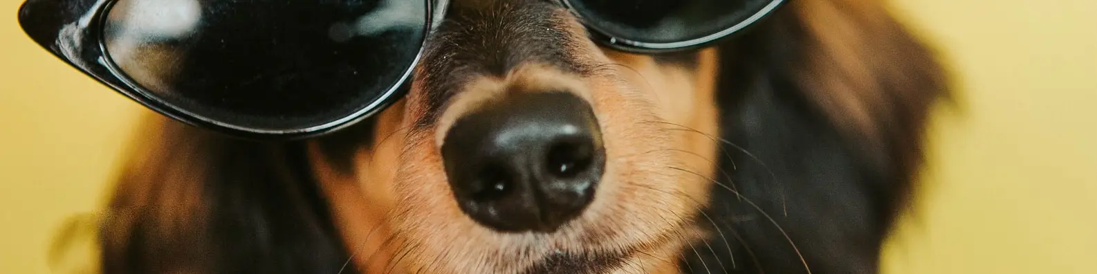 Focused Determination Cover