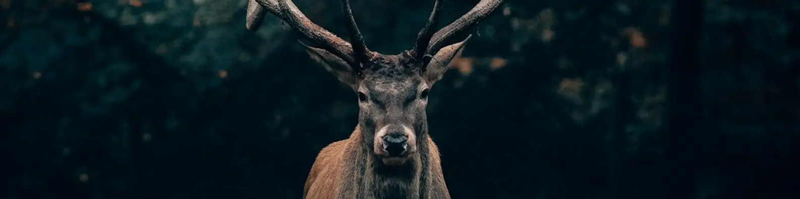 Forest Deer Grace Cover