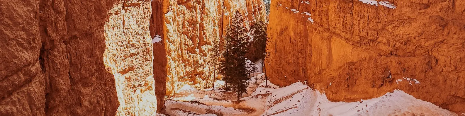 Forest Trees Amid Stone Pillars Image