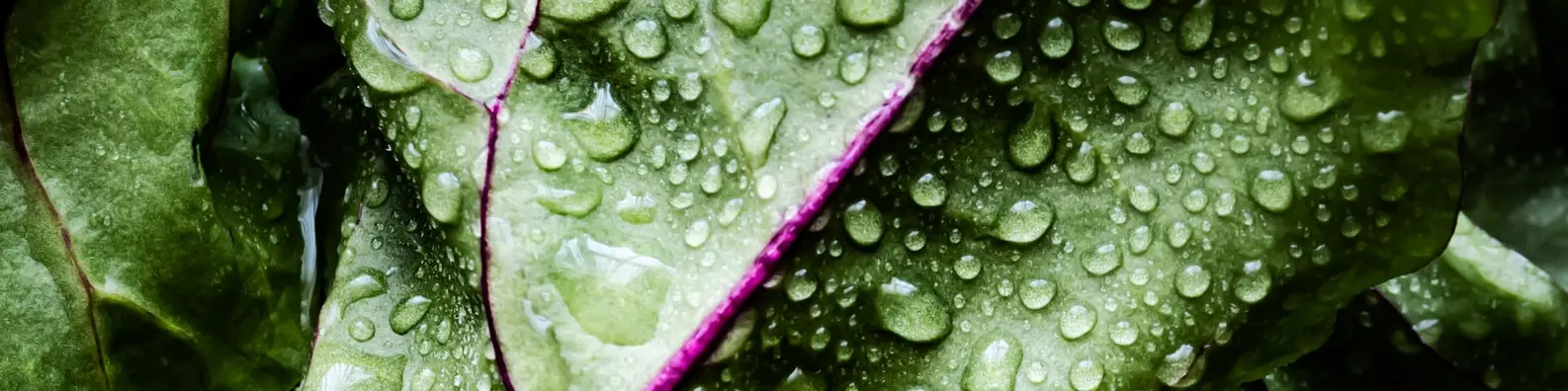 Fresh And Crisp Leafs