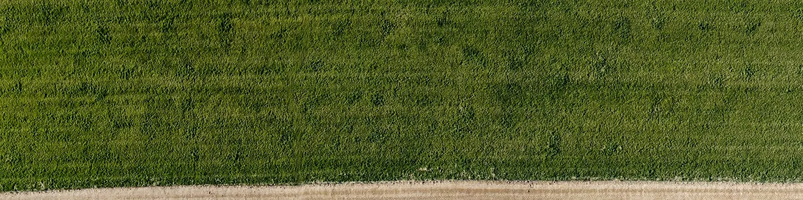 Fresh Green Turf Image