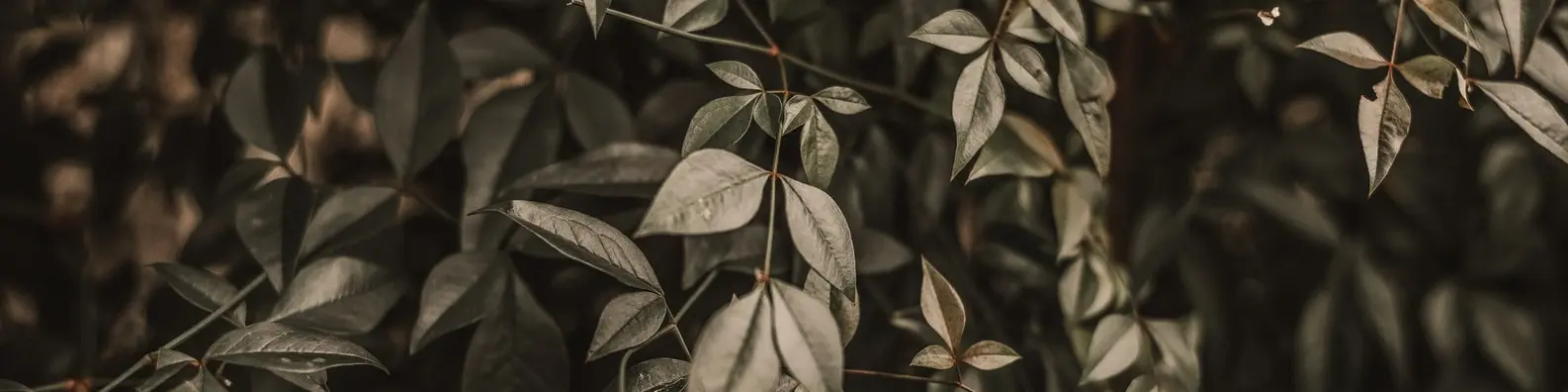 Herbal Leaf Drying Cover