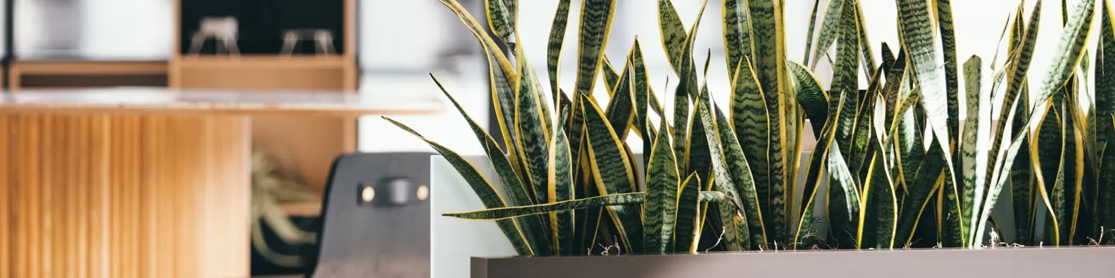 Indoor Snake Plants Photo