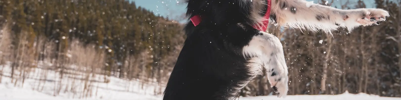 Joyful Snow Playtime Cover