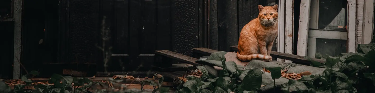 Lazy Orange Tabby Cat Cover