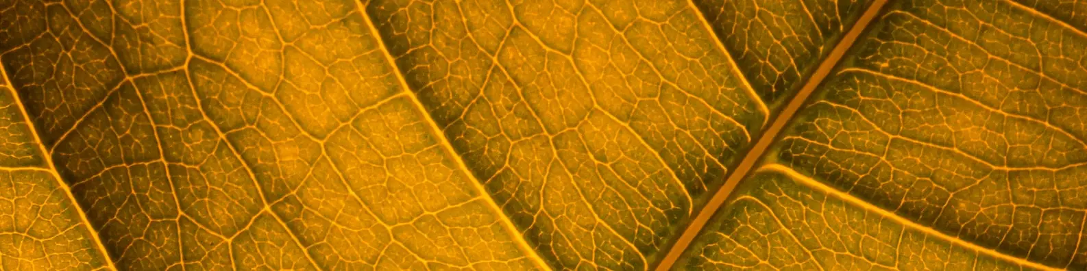 Leaf Vein Patterns Image