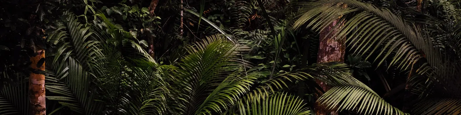 Lush Amazon Rainforest Cover