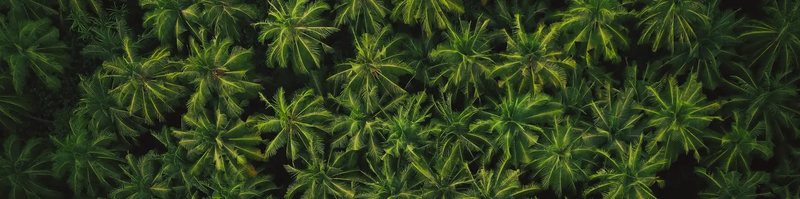 Lush Green Trees Photo