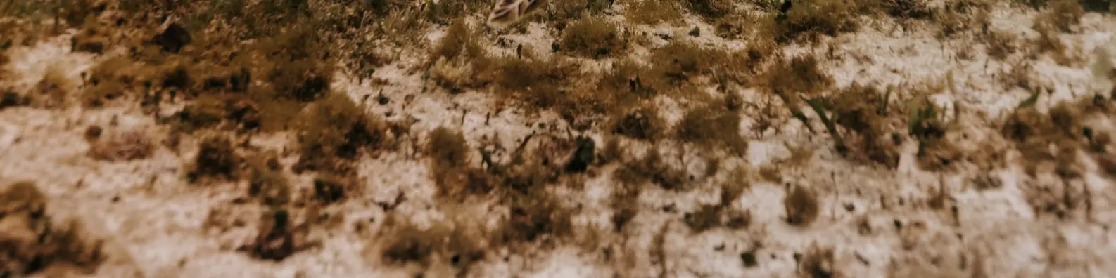 Lush Subsea Foliage Cover