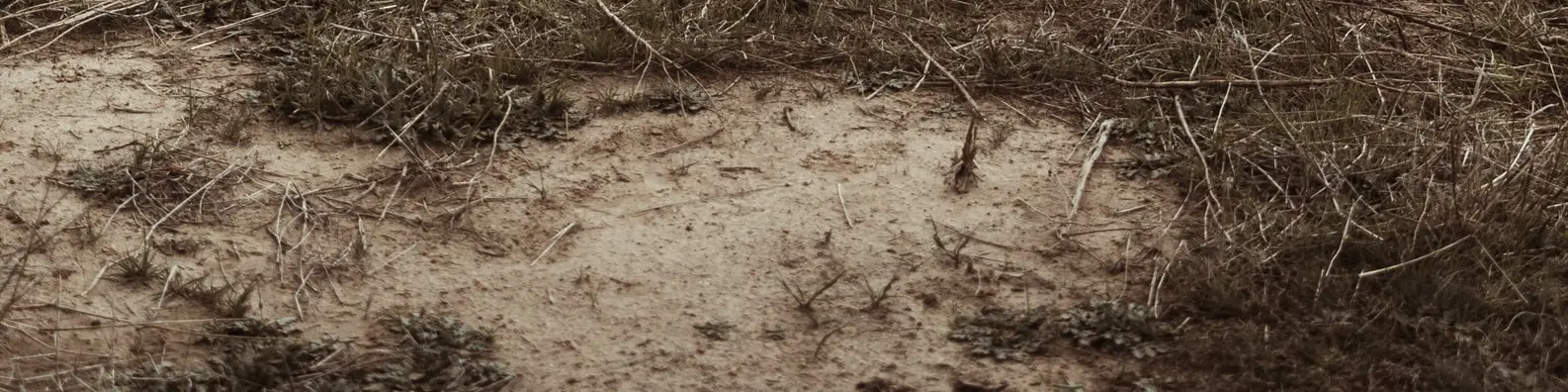 Massive Twisted Branch Nest Cover