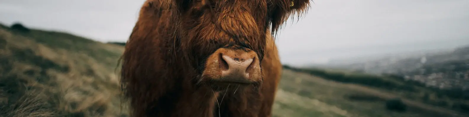 Overgrown Stylish Hair Cover