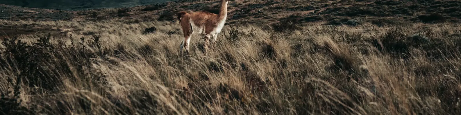Peaceful Meadow Grazing Image