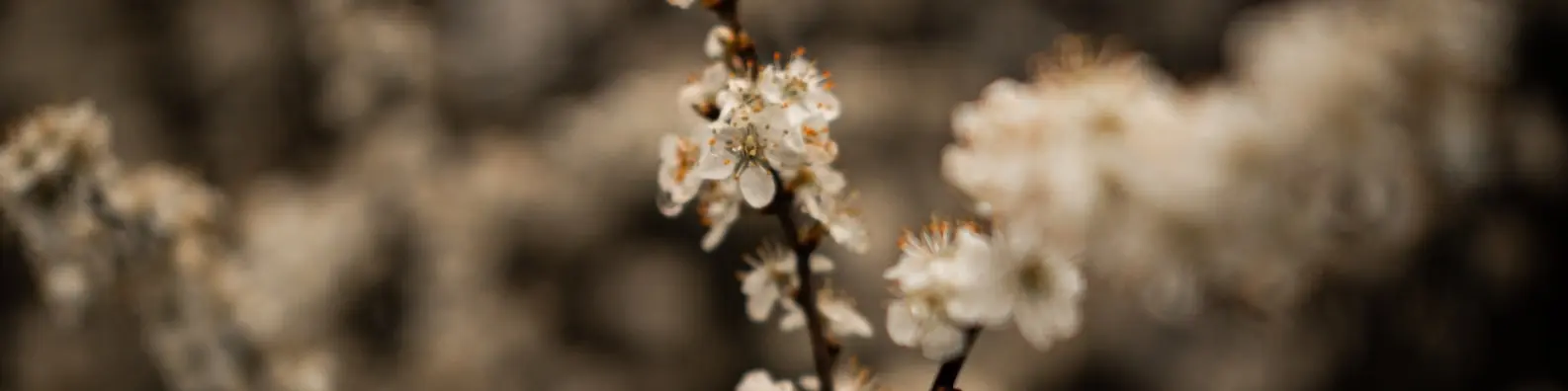 Pollen Covered Closeup Photo