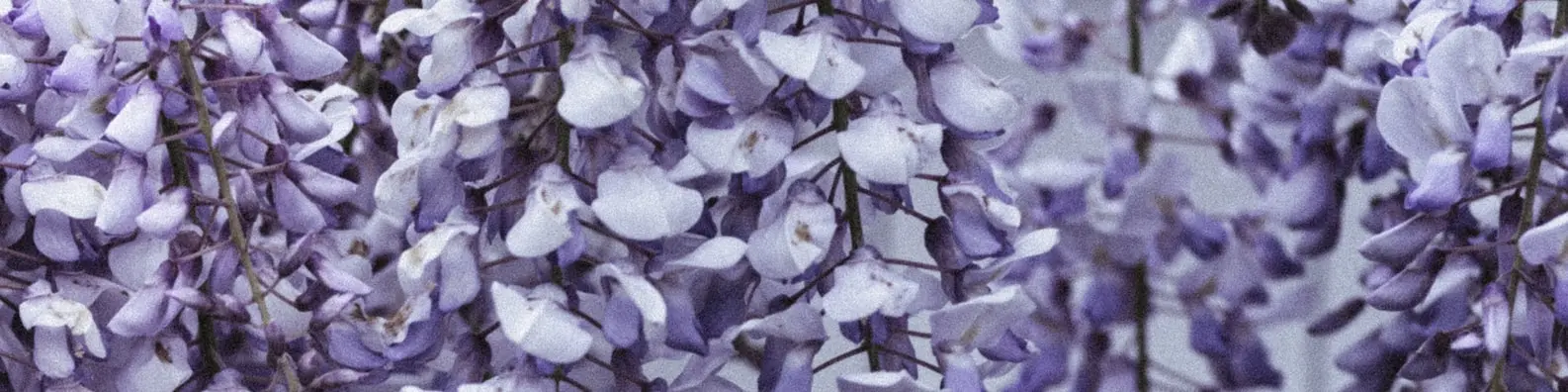 Purple And White Blossoms Cover