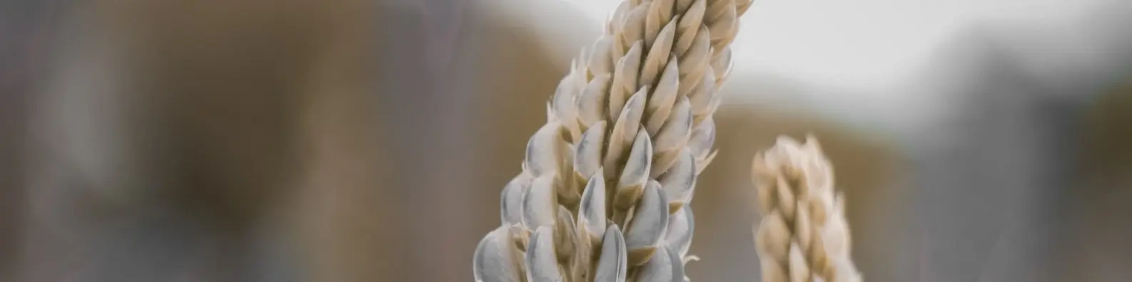 Ripening Grain Fields Cover