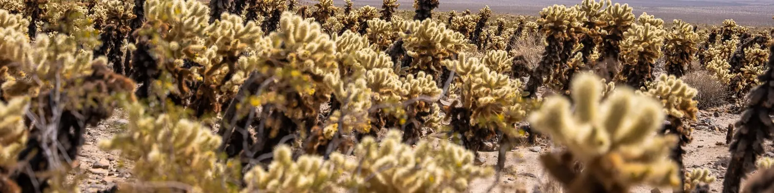 Sea Coral Shapes Photo