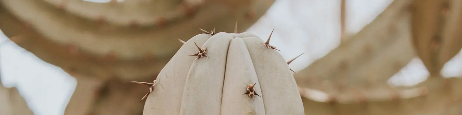 Spikey Little Plant Photo