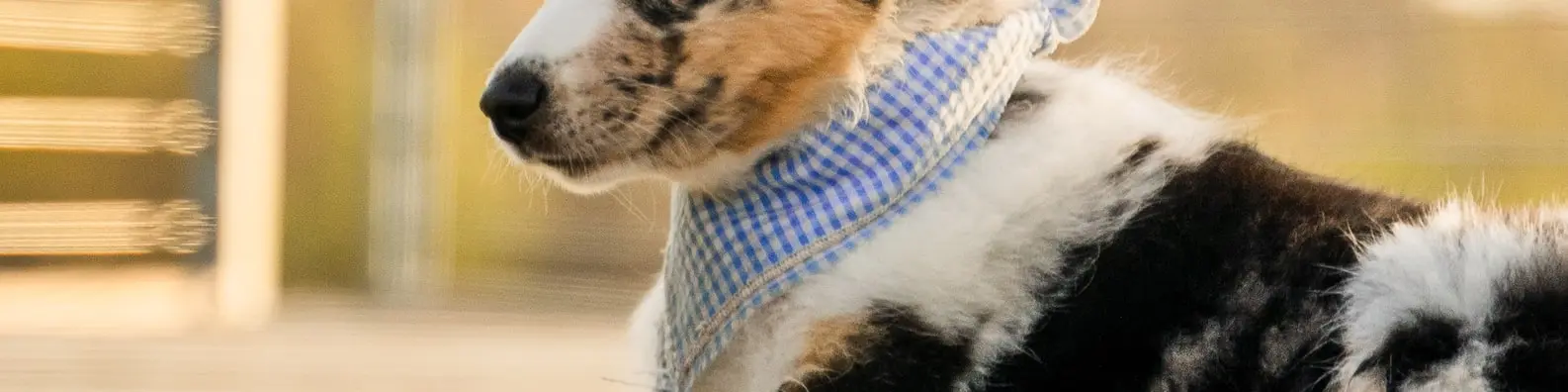 Stylish Pampered Pup Cover