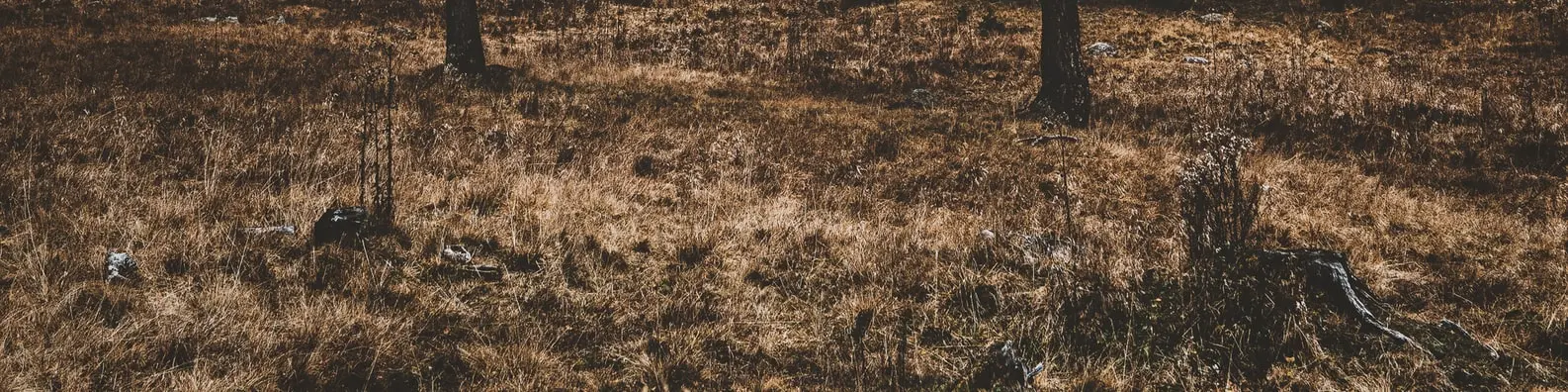Sunlit Green Blades Photo