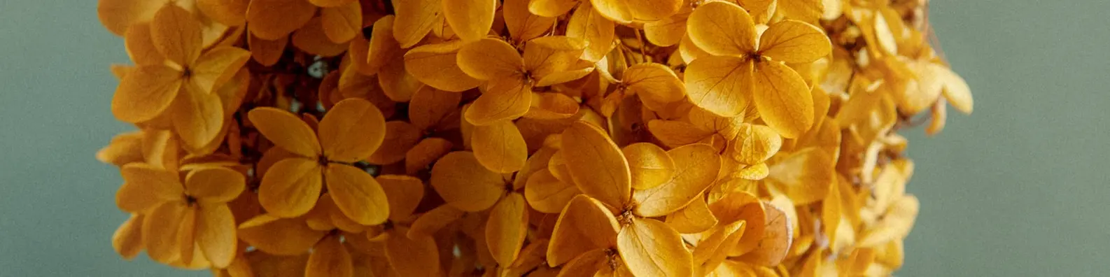 Sunny Golden Blossoms Cover