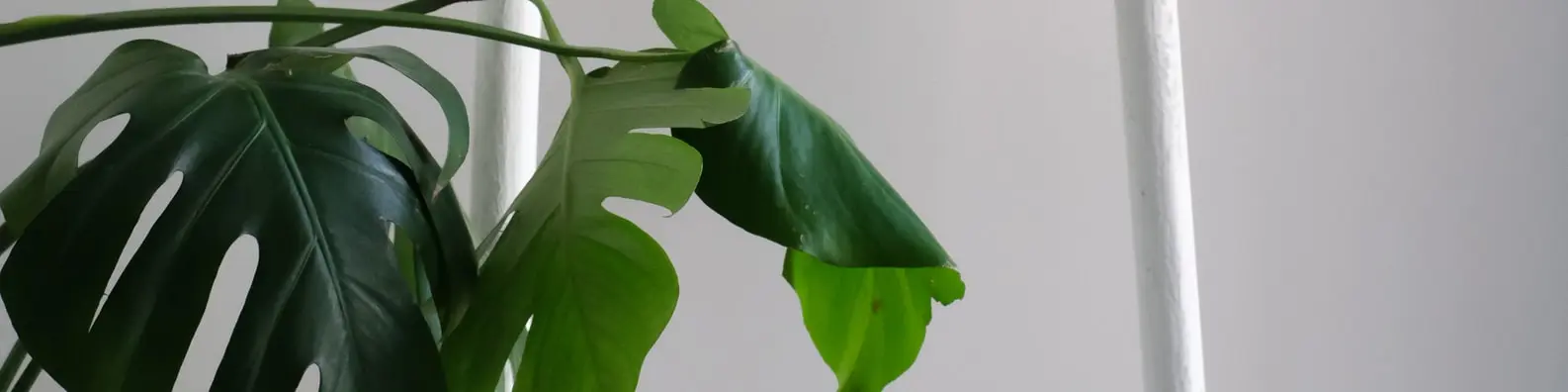 Swiss Cheese Plant Photo