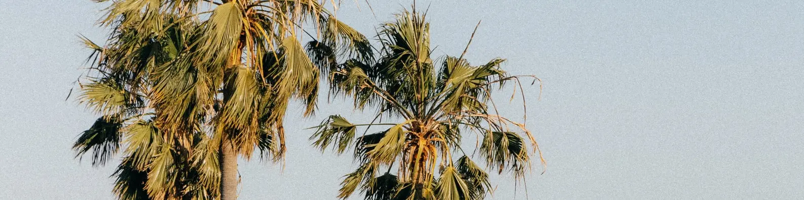 Tall Palm Trees Photo
