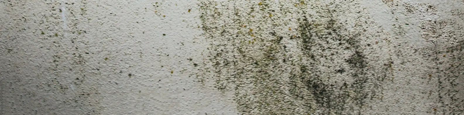 Textured Plaster Wall