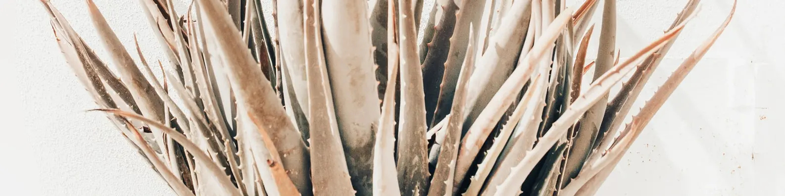 Thriving Aloe Greenery Image