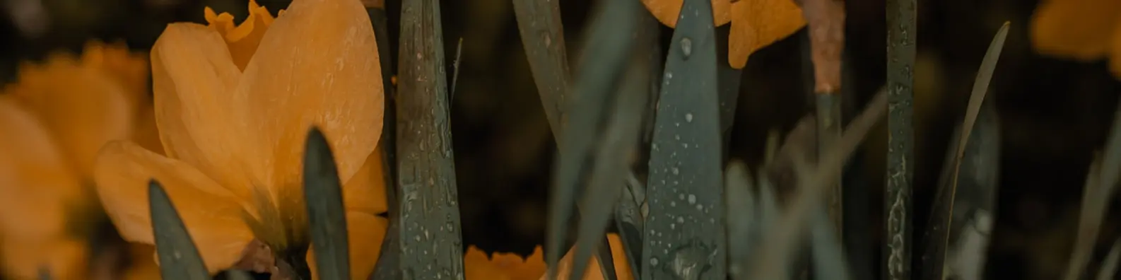 Timid Blooming Blossom Cover