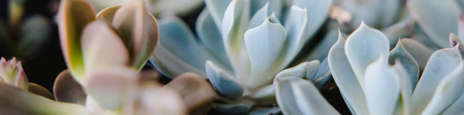 Vibrant Mixed Foliage Cover