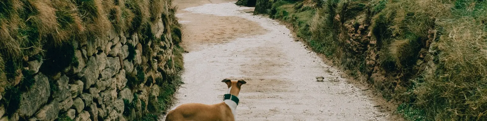 Waiting For Owner Photo