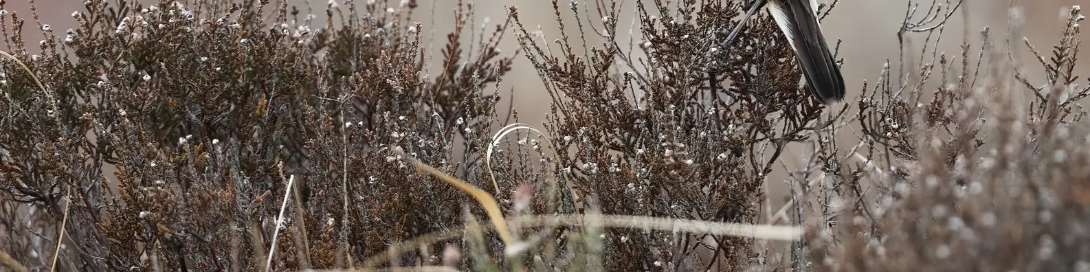 Wild Hunter And Target Image