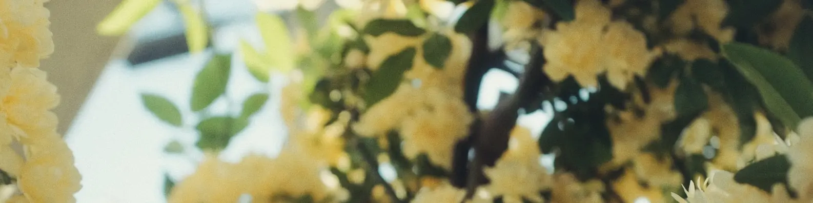 Yellow Flowers Spark Joy