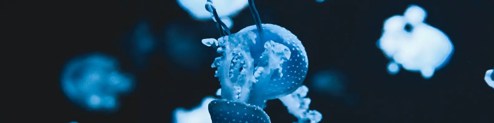 jellyfish mushroom style cover photo