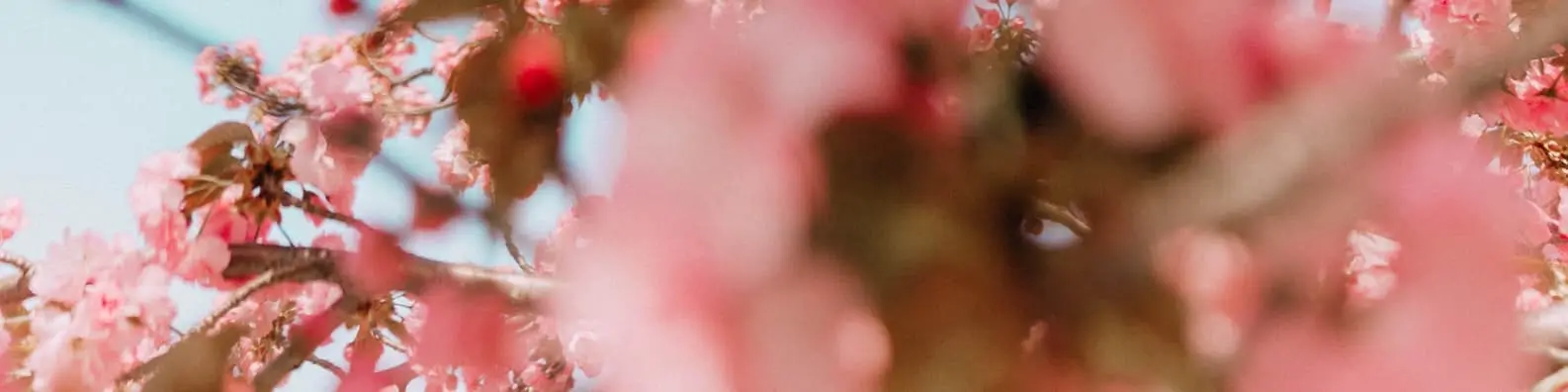 Pink Flowers with Eye