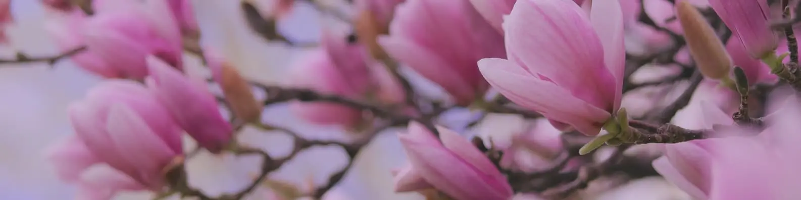 Soft Meadow Flowers in Bloom