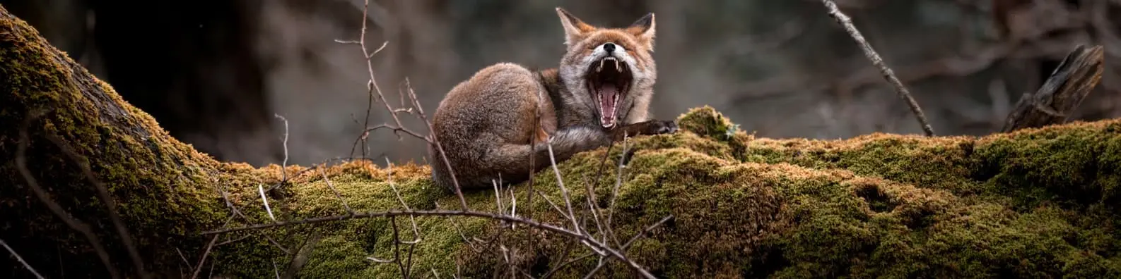 Yawning Fox in the Forest